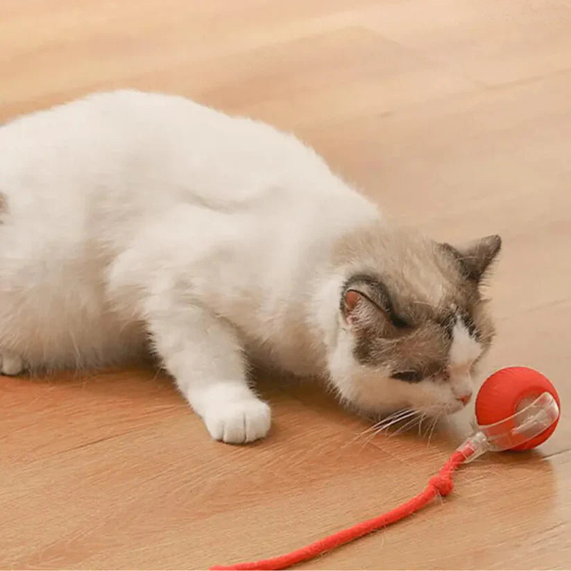 Pet Interactive Auto Rolling Ball with Tail Toy