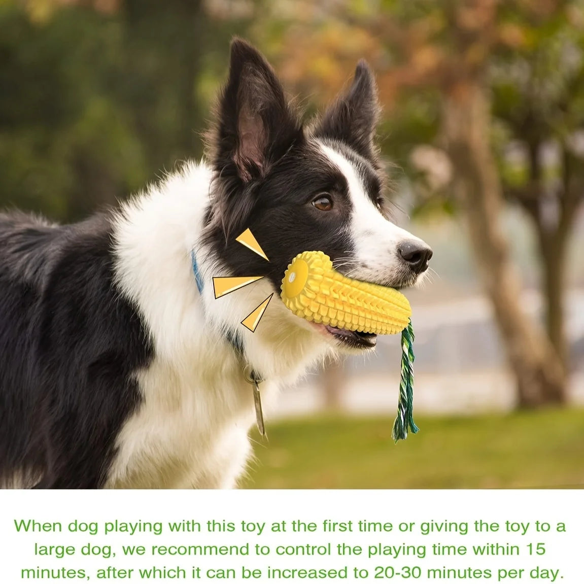 Chew, Squeak & Clean