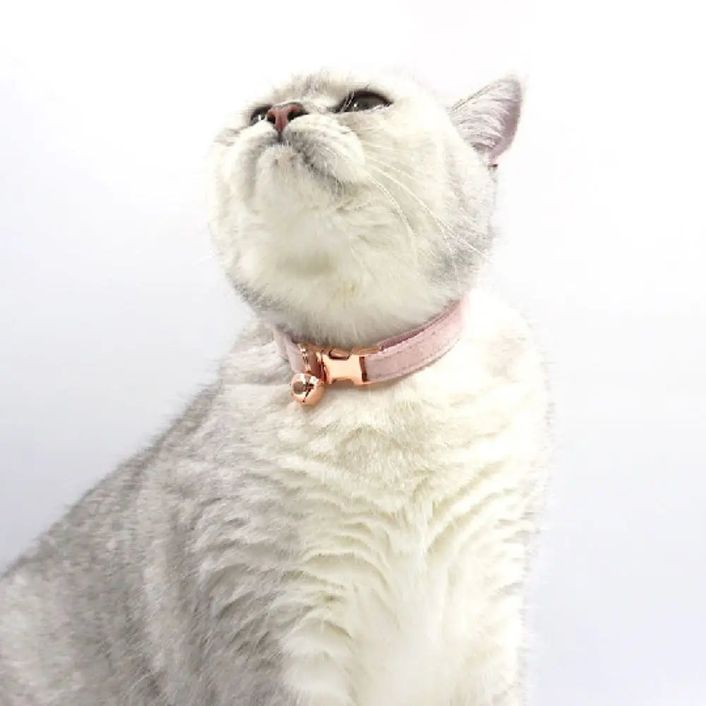 Customized Velvet Cat & Puppy Collar
