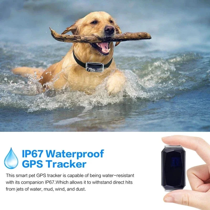 Dog Collar with GPS Tracker