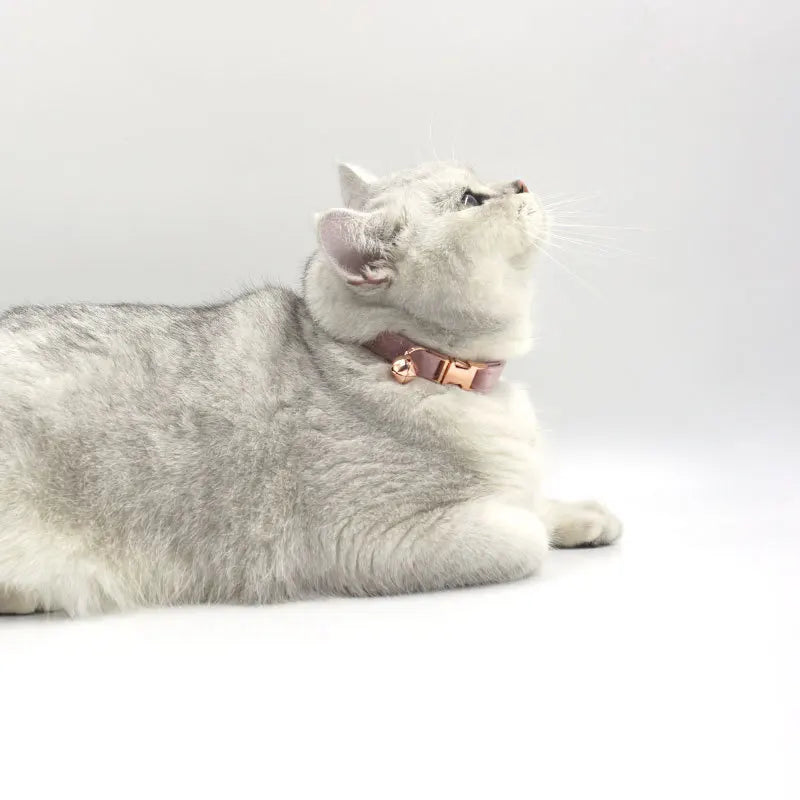 Customized Velvet Cat & Puppy Collar