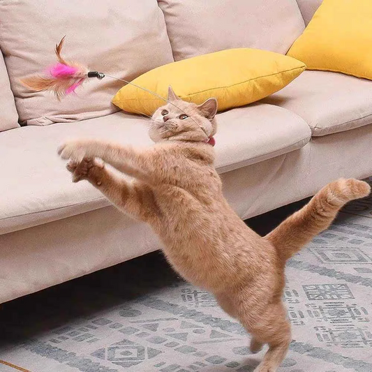 Cat Interactive Toys Feather Collar Self-healing